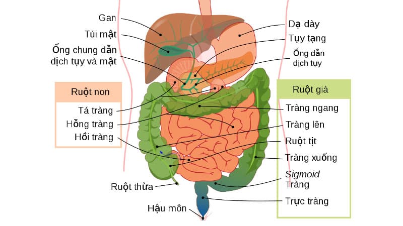 Một số loại bệnh về ruột thường gặp