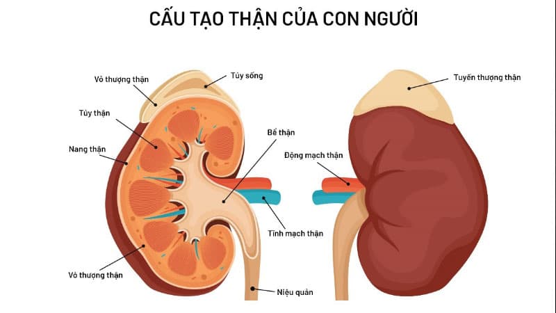 Suy thận có chữa được không ? Suy thận có nguy hiểm không ?