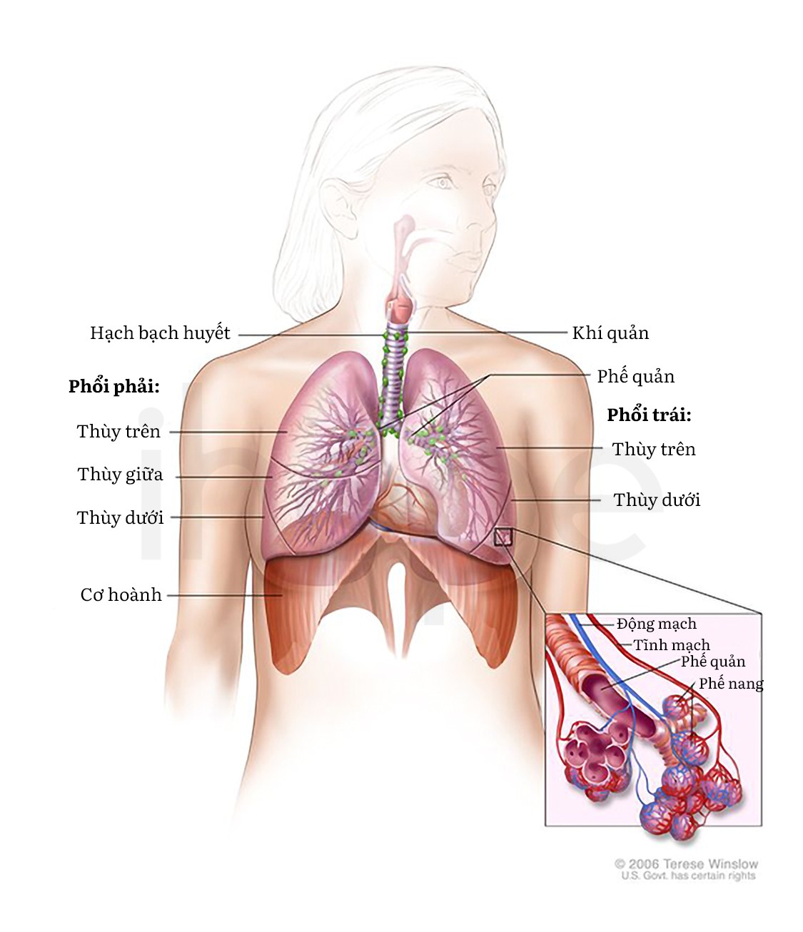 Vị trí của phổi trên cơ thể người